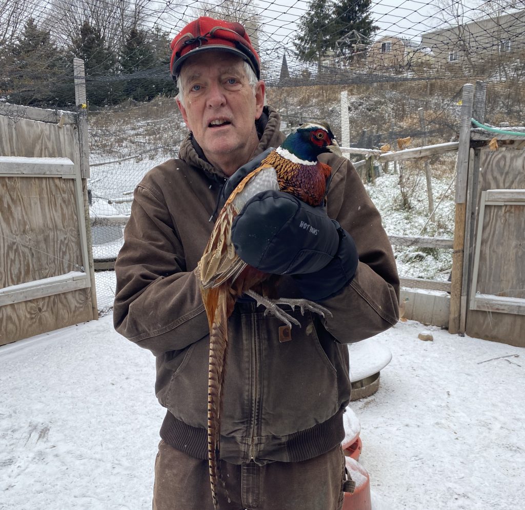 Jim Benthem, owner of Stoney Corners Pheasant Farm, holding a male Chinese Ringneck rooster